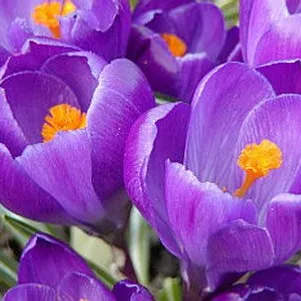 

Крокус Ремембранс 10 шт