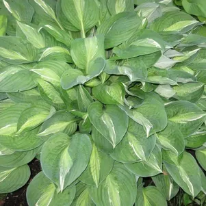 

Хоста Стриптиз (ML)