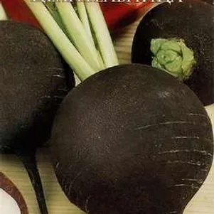 

Редька Целительница ц/п (серия Русский вкус) 1,0 г, Семена Гавриш