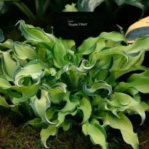 

Хоста Риппл Эфект (SM)