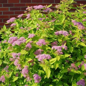 

Спирея японская Голден Принцесс