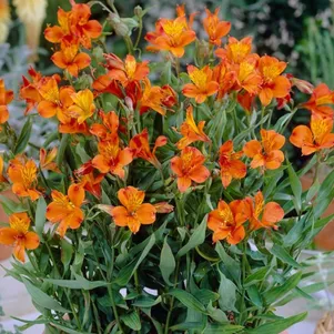 

Альстромерия Оранж Кинг