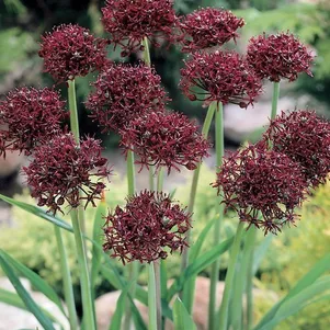 

Лук декоративный Атропурпуреум 8 шт