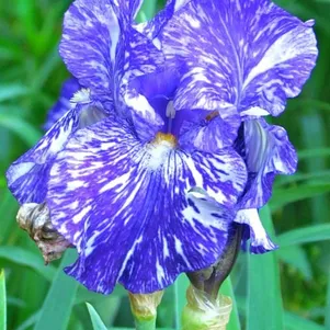 

Ирис бородатый Батик