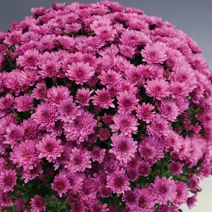 

Хризантема мультифлора Брансаунд Пурпл