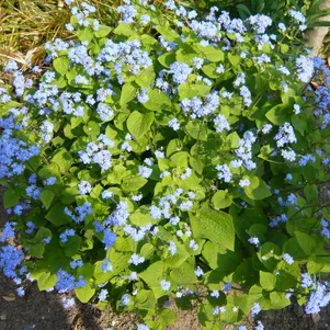 

Бруннера крупнолистная