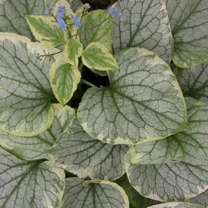 

Бруннера Кингс Рансом