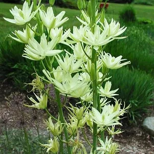 

Камассия Семиплена махровая 2шт