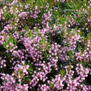 

Андромеда Компакта