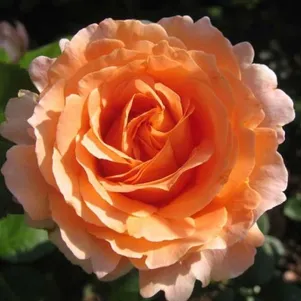 

Роза Компассион плетистая, Imperial Rose