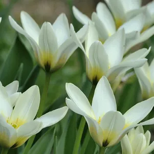 

Тюльпан Концерто Кауфмана