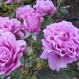 

Роза Дойче Велле флорибунда, Imperial Rose