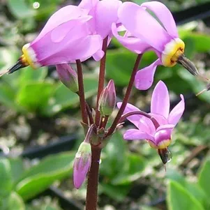 

Додекатеон Королева Виктория