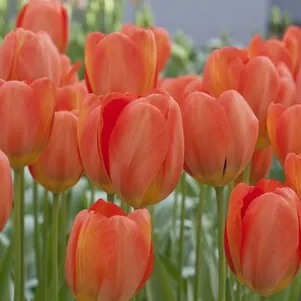 

Тюльпан Джимми Триумф 5шт