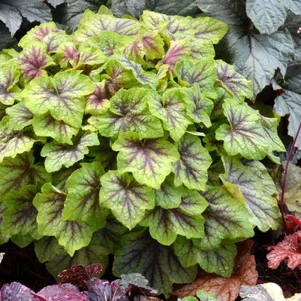 

Гейхерелла Фаер Фрост