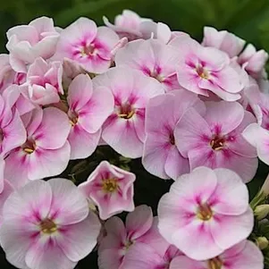 

Флокс Юник Биколор метельчатый