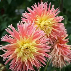 

Георгина Фринджет Стар бахромчатая