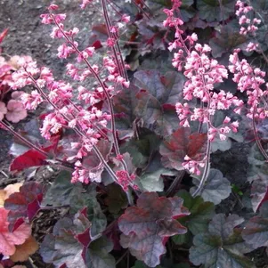 

Гейхера Касис