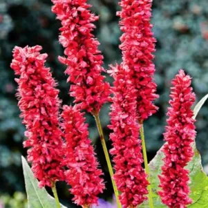 

Горец змеиный Фэт Домино