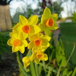 

Нарцисс Гранд Солейль дОр мини 5шт