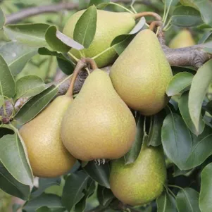 

Груша Кокинская