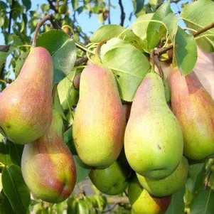 

Груша Красавица Черненко (Русская красавица)