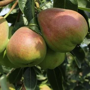 

Груша Нерусса