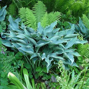 

Хоста Кросса Регал (L)