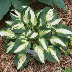 

Хоста Вулкан (М)