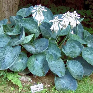 

Хоста Абиква Дринкин Гурд (ML)