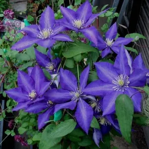 

Клематис Даниэль Деронда крупноцветковый (2)