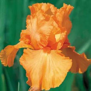 

Ирис бородатый Априкот Силк