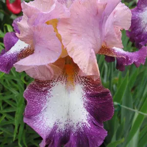 

Ирис бородатый Чейндж Оф Пейс