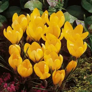 

Крокус Голден Йеллоу 10 шт