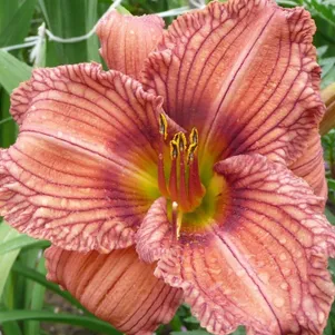 

Лилейник Ноувер ту Хайд