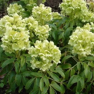 

Морозник падуболистный