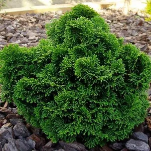 

Кипарисовик тупой Нана Грацилис