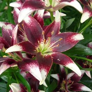 

Лилия Неттис Прайд азиатская