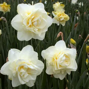 

Нарцисс Обдам махровый 5шт