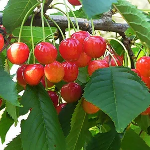 

Черешня Память Астахова