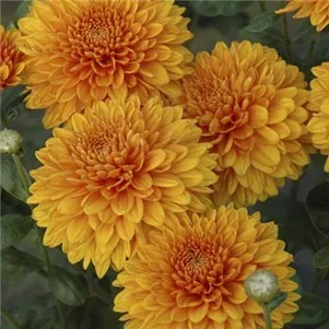 

Хризантема Памела Бронз уличн.