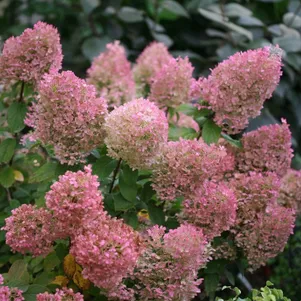 

Гортензия Бобо метельчатая