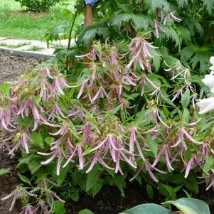 

Колокольчик Пинк Октопус такесимский