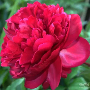 

Пион лекарственный Рубра Плена