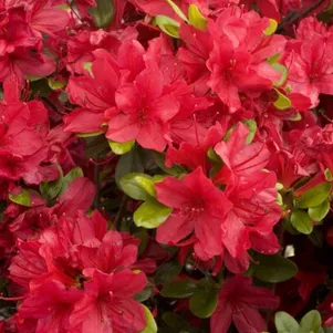 

Рододендрон якушиманский Нино Кримсон