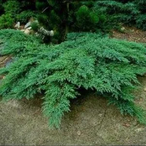 

Можжевельник казацкий Рокери Гем