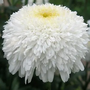 

Ромашка (Нивяник) Фиона Когхил