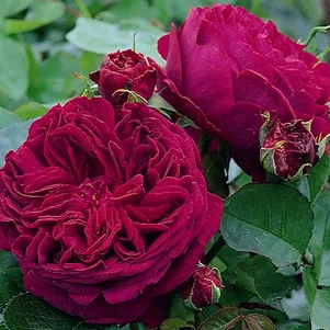 

Роза Алан Сушон чайно-гибридная, Топалович (лиц)