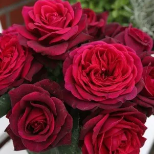 

Роза Графиня Диана, Кордес (лиц)