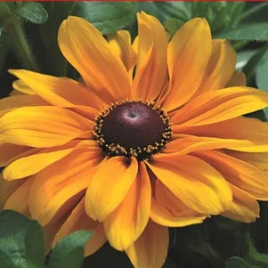 

Рудбекия Тайгер Ай Голд